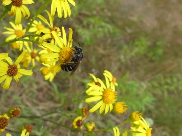 Wakacje na Łące w PKWŁ trwają - zajęcia z siatkami entomoogicznymi w dolinie Bzury, 